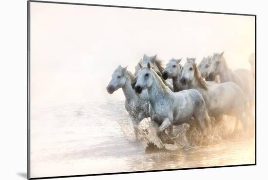 White Horses of Camargue Running in the Mediterranean Water at Sunrise-Sheila Haddad-Mounted Photographic Print