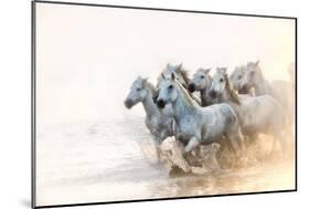 White Horses of Camargue Running in the Mediterranean Water at Sunrise-Sheila Haddad-Mounted Photographic Print