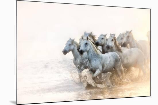 White Horses of Camargue Running in the Mediterranean Water at Sunrise-Sheila Haddad-Mounted Photographic Print