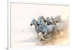 White Horses of Camargue Running in the Mediterranean Water at Sunrise-Sheila Haddad-Framed Photographic Print