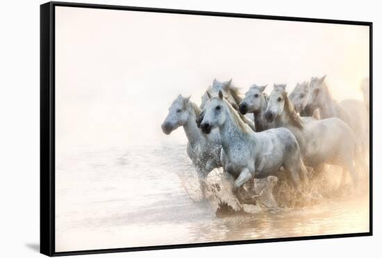 White Horses of Camargue Running in the Mediterranean Water at Sunrise-Sheila Haddad-Framed Stretched Canvas
