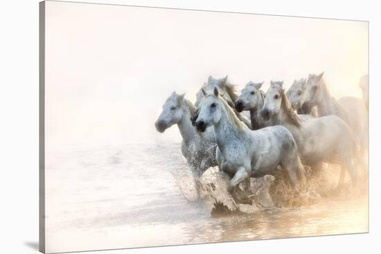 White Horses of Camargue Running in the Mediterranean Water at Sunrise-Sheila Haddad-Stretched Canvas