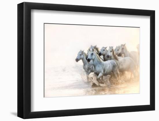 White Horses of Camargue Running in the Mediterranean Water at Sunrise-Sheila Haddad-Framed Premium Photographic Print