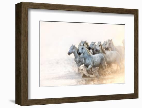 White Horses of Camargue Running in the Mediterranean Water at Sunrise-Sheila Haddad-Framed Photographic Print