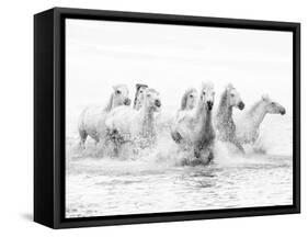 White Horses of Camargue Running Through the Water, Camargue, France-Nadia Isakova-Framed Stretched Canvas