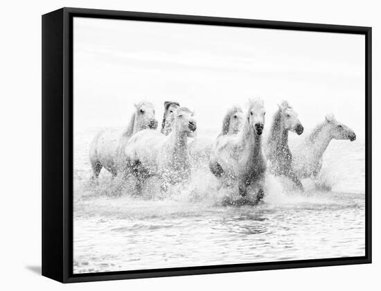 White Horses of Camargue Running Through the Water, Camargue, France-Nadia Isakova-Framed Stretched Canvas