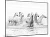 White Horses of Camargue Running Through the Water, Camargue, France-Nadia Isakova-Mounted Premium Photographic Print