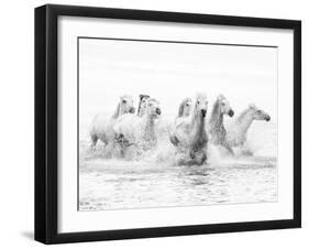 White Horses of Camargue Running Through the Water, Camargue, France-Nadia Isakova-Framed Photographic Print