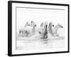 White Horses of Camargue Running Through the Water, Camargue, France-Nadia Isakova-Framed Photographic Print