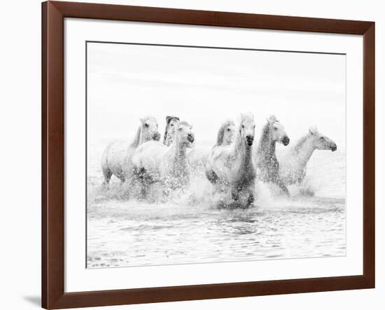 White Horses of Camargue Running Through the Water, Camargue, France-Nadia Isakova-Framed Photographic Print