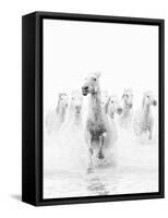 White Horses of Camargue Running Through the Water, Camargue, France-Nadia Isakova-Framed Stretched Canvas