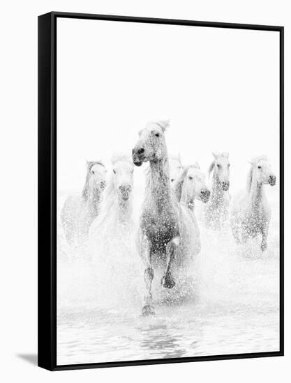 White Horses of Camargue Running Through the Water, Camargue, France-Nadia Isakova-Framed Stretched Canvas