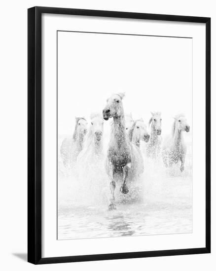 White Horses of Camargue Running Through the Water, Camargue, France-Nadia Isakova-Framed Photographic Print