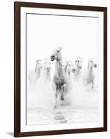 White Horses of Camargue Running Through the Water, Camargue, France-Nadia Isakova-Framed Photographic Print