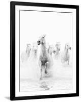 White Horses of Camargue Running Through the Water, Camargue, France-Nadia Isakova-Framed Photographic Print