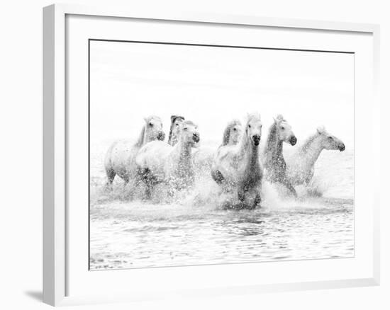 White Horses of Camargue Running Through the Water, Camargue, France-Nadia Isakova-Framed Photographic Print