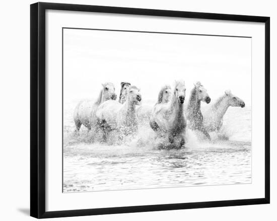 White Horses of Camargue Running Through the Water, Camargue, France-Nadia Isakova-Framed Photographic Print