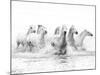 White Horses of Camargue Running Through the Water, Camargue, France-Nadia Isakova-Mounted Photographic Print