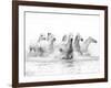 White Horses of Camargue Running Through the Water, Camargue, France-Nadia Isakova-Framed Photographic Print