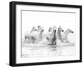 White Horses of Camargue Running Through the Water, Camargue, France-Nadia Isakova-Framed Photographic Print