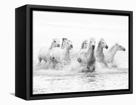 White Horses of Camargue Running Through the Water, Camargue, France-Nadia Isakova-Framed Stretched Canvas