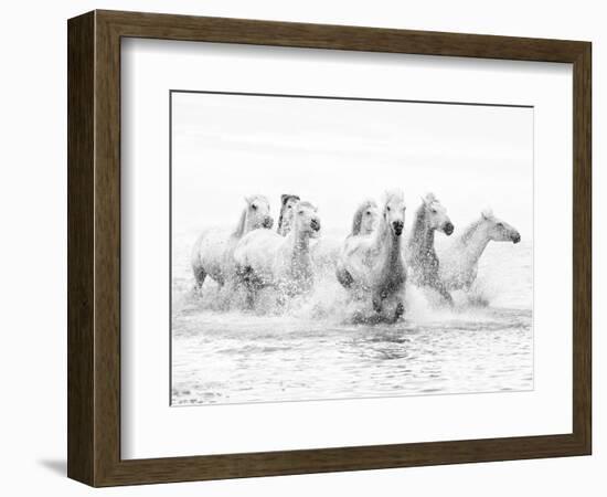 White Horses of Camargue Running Through the Water, Camargue, France-Nadia Isakova-Framed Photographic Print