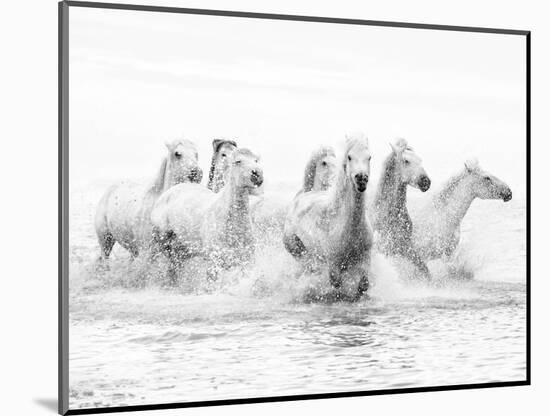 White Horses of Camargue Running Through the Water, Camargue, France-Nadia Isakova-Mounted Photographic Print