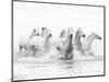 White Horses of Camargue Running Through the Water, Camargue, France-Nadia Isakova-Mounted Premium Photographic Print