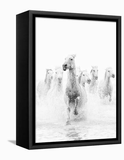 White Horses of Camargue Running Through the Water, Camargue, France-Nadia Isakova-Framed Stretched Canvas