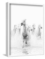 White Horses of Camargue Running Through the Water, Camargue, France-Nadia Isakova-Framed Photographic Print