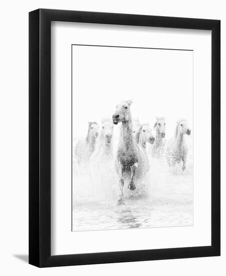 White Horses of Camargue Running Through the Water, Camargue, France-Nadia Isakova-Framed Premium Photographic Print