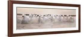 White Horses of the Camargue Galloping Through Water at Sunset-Gillian Merritt-Framed Photographic Print