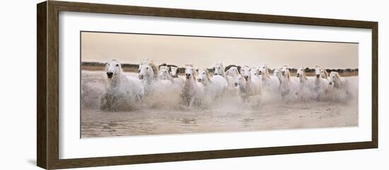 White Horses of the Camargue Galloping Through Water at Sunset-Gillian Merritt-Framed Photographic Print