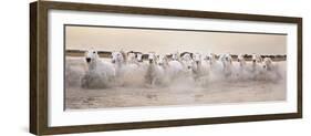 White Horses of the Camargue Galloping Through Water at Sunset-Gillian Merritt-Framed Photographic Print