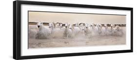 White Horses of the Camargue Galloping Through Water at Sunset-Gillian Merritt-Framed Photographic Print