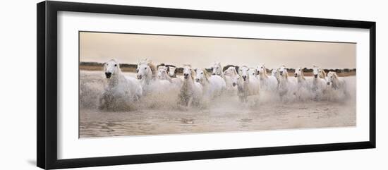 White Horses of the Camargue Galloping Through Water at Sunset-Gillian Merritt-Framed Photographic Print