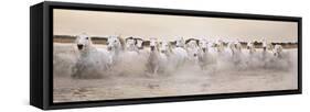 White Horses of the Camargue Galloping Through Water at Sunset-Gillian Merritt-Framed Stretched Canvas