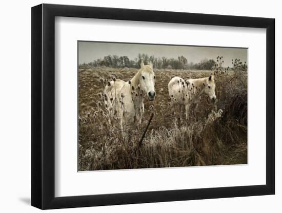 White Horses-David Winston-Framed Giclee Print