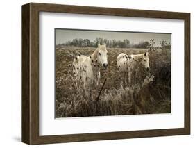 White Horses-David Winston-Framed Giclee Print