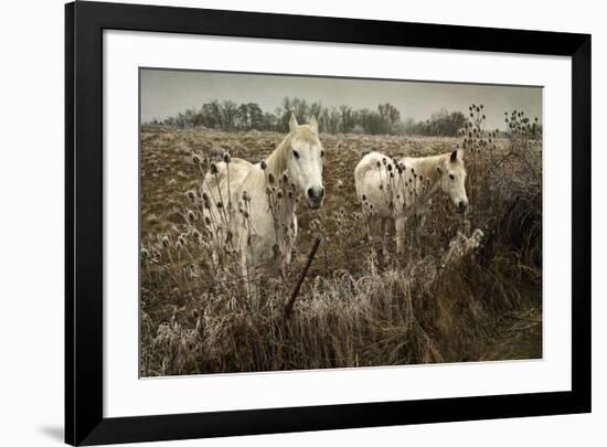 White Horses-David Winston-Framed Giclee Print