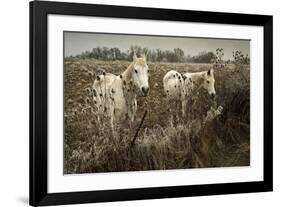 White Horses-David Winston-Framed Giclee Print