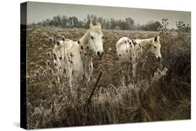 White Horses-David Winston-Stretched Canvas