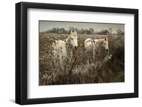 White Horses-David Lorenz Winston-Framed Art Print