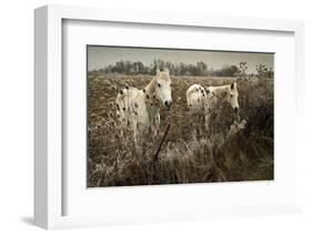 White Horses-David Lorenz Winston-Framed Art Print