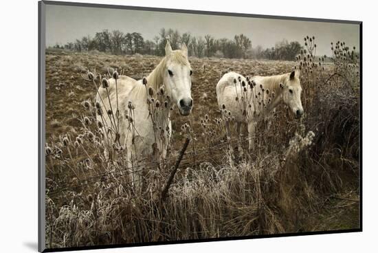 White Horses-David Lorenz Winston-Mounted Art Print