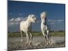 White Horses-Rostovskiy Anton-Mounted Giclee Print