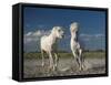 White Horses-Rostovskiy Anton-Framed Stretched Canvas