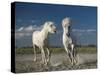 White Horses-Rostovskiy Anton-Stretched Canvas