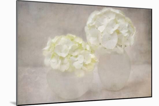 White Hortensia Still Life-Cora Niele-Mounted Photographic Print