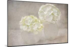 White Hortensia Still Life-Cora Niele-Mounted Photographic Print